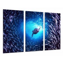 MULTI Wood Printings, Picture Wall Hanging, Seal Swimming, Bank of Fish in the Sea, Animal