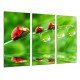 MULTI Wood Printings, Picture Wall Hanging, Insect ladybug, Animal Beauty, Nature