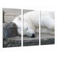 MULTI Wood Printings, Picture Wall Hanging, Animal Bear Polar Lying White, Life Wild