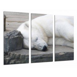 MULTI Wood Printings, Picture Wall Hanging, Animal Bear Polar Lying White, Life Wild