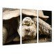 MULTI Wood Printings, Picture Wall Hanging, Animal Turtle of Earth, Quelonios, Life Wild