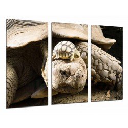 MULTI Wood Printings, Picture Wall Hanging, Animal Turtle of Earth, Quelonios, Life Wild