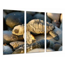 MULTI Wood Printings, Picture Wall Hanging, Animal baby of Turtle in Stones of Playa