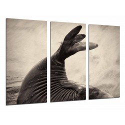 MULTI Wood Printings, Picture Wall Hanging, Animal Colo of Seal White and Black Playa