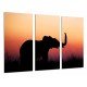 Cuadro Moderno Fotografico base madera, Paisaje Animal Cria Elefante Atardecer Naturaleza