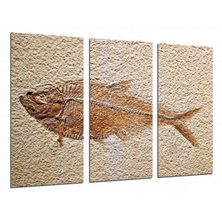 MULTI Wood Printings, Picture Wall Hanging, Animal Fish Fossil, Archeology Fish