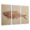 Cuadro Moderno Fotografico base madera, Animal Pez Fosil, Arqueologia Peces