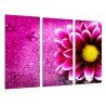 Cuadro Moderno Fotografico base madera, Decorarion Flor, Margarita Rosa