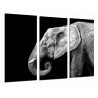 Cuadro Moderno Fotografico base madera, Elefante Blanco y Negro, Animales Salvajes, Naturaleza