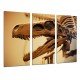 Cuadro Moderno Fotografico base madera, Arqueologia, Fosil Dinosaurio Rex, Huesos y Dientes