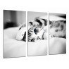 Cuadro Moderno Fotografico base madera, Hipster Animal Gato Ojos Azules, Blanco y Negro