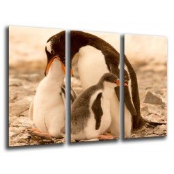Cuadro Moderno Fotografico base madera, Pinguinos en la Playa, Naturaleza