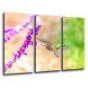 Cuadro Moderno Fotografico base madera, Naturaleza, Colibri, Flor Macro