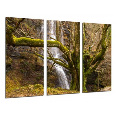 Cuadro Moderno Fotografico base madera, Bosque, Arbol, Naturaleza