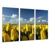 Cuadro Moderno Fotografico base madera, Campo de Tulipanes Amarillos