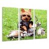 Cuadro Moderno Fotografico base madera, Perro con Moto, Infantil