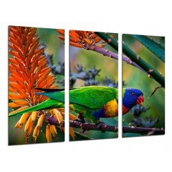 MULTI Wood Printings, Picture Wall Hanging, Parrot Caribbean Exotic, Nature