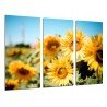 Cuadro Moderno Fotografico base madera, Campo de Girasoles Amarillos