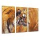 MULTI Wood Printings, Picture Wall Hanging, Lion, Animal, Nature