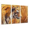 Cuadro Moderno Fotografico base madera, Leon, Animal, Naturaleza