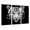 Cuadro Moderno Fotografico base madera, Tigre Blanco, Animales