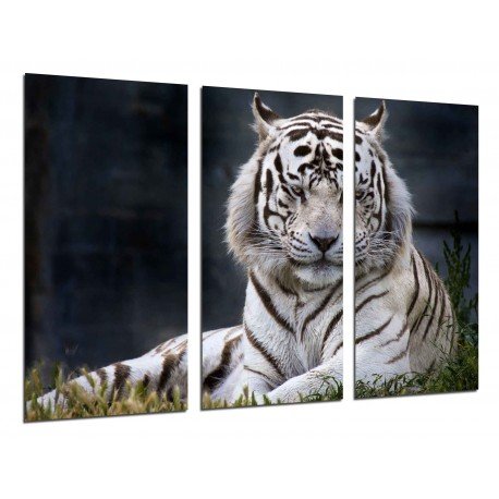 Cuadro Moderno Fotografico base madera, Tigre Blanco, Animales