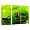 Cuadro Moderno Fotografico base madera, Naturaleza Salvaje, Serpiente Verde