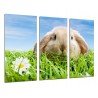 Cuadro Moderno Fotografico base madera, Paisaje Conejo en la Pradera, Animales