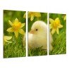 Cuadro Moderno Fotografico base madera, Pollito, Patito Amarillo en la Pradera