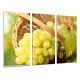 MULTI Wood Printings, Picture Wall Hanging, racemation of Grape White, Muscatel